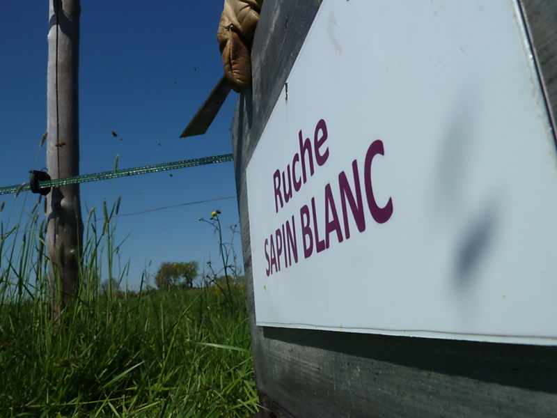 La ruche Sapin blanc