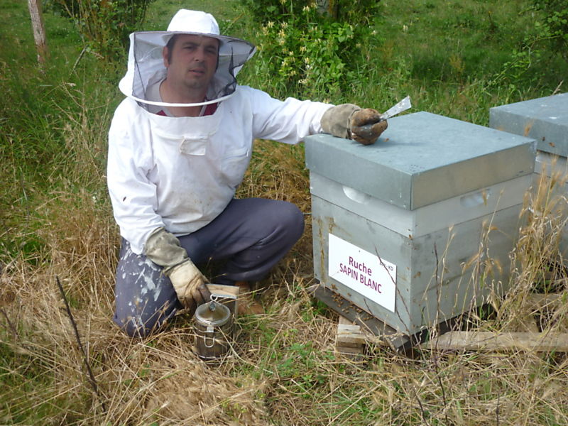 La ruche Sapin blanc