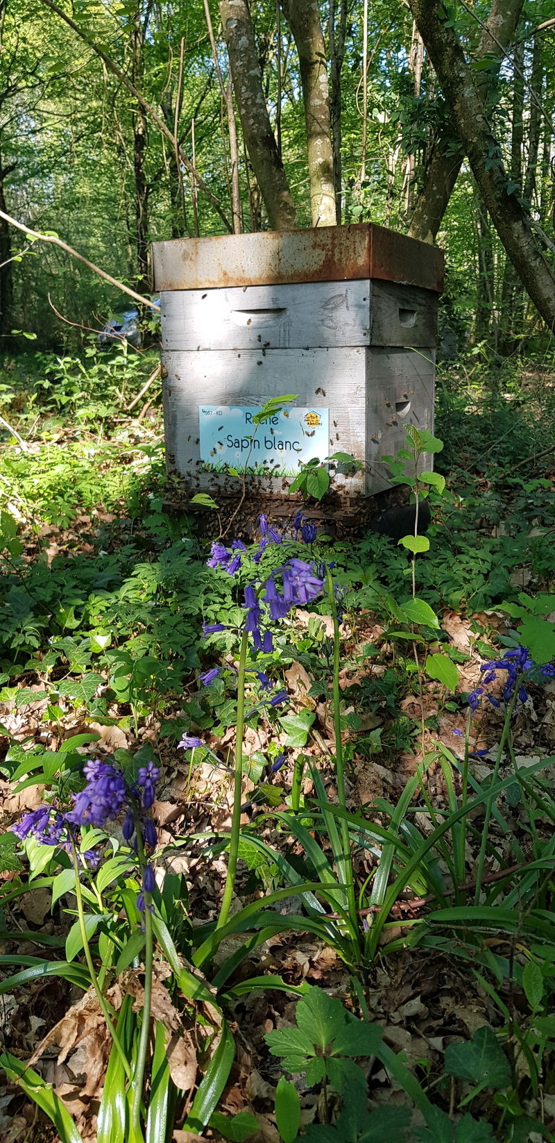 La ruche Sapin blanc