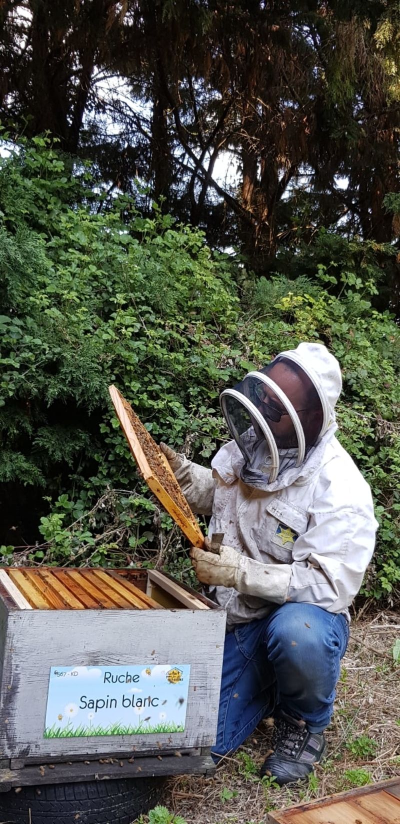 La ruche Sapin blanc
