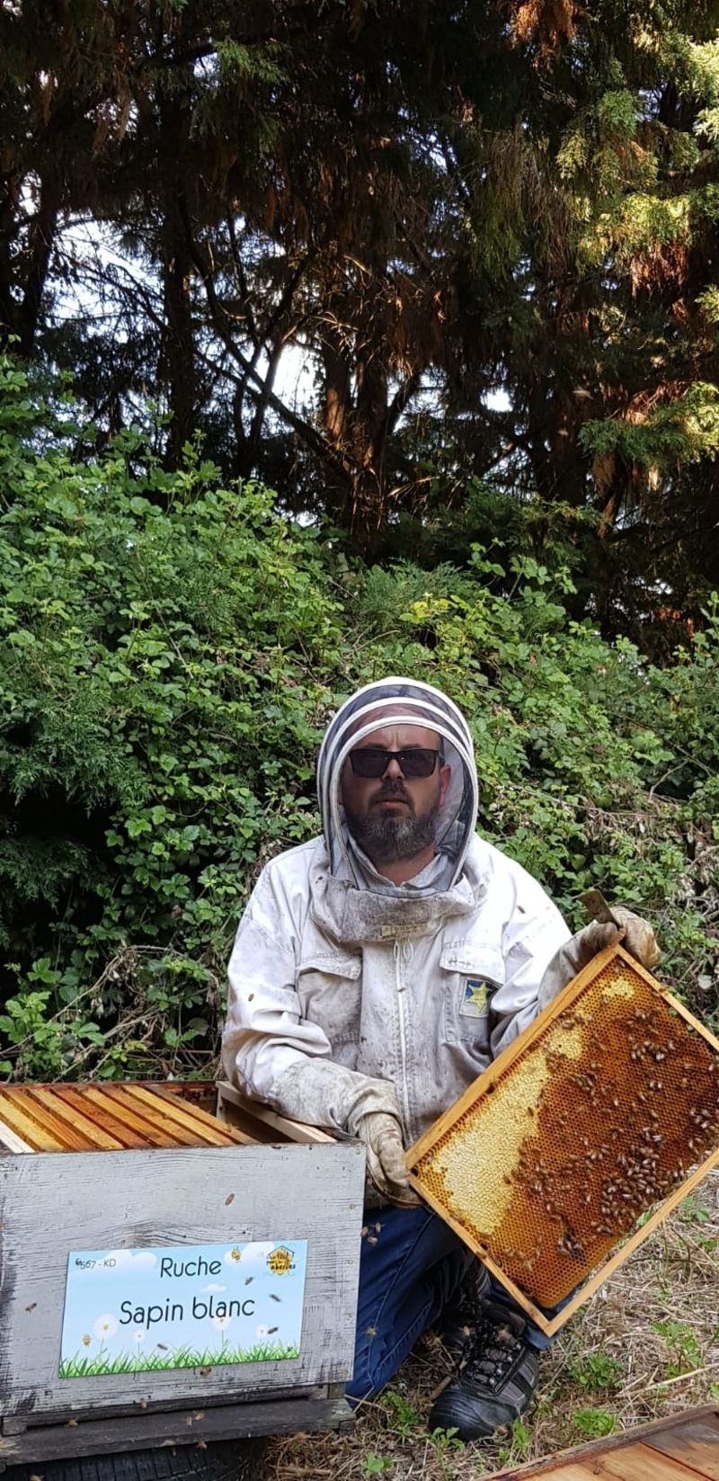 La ruche Sapin blanc