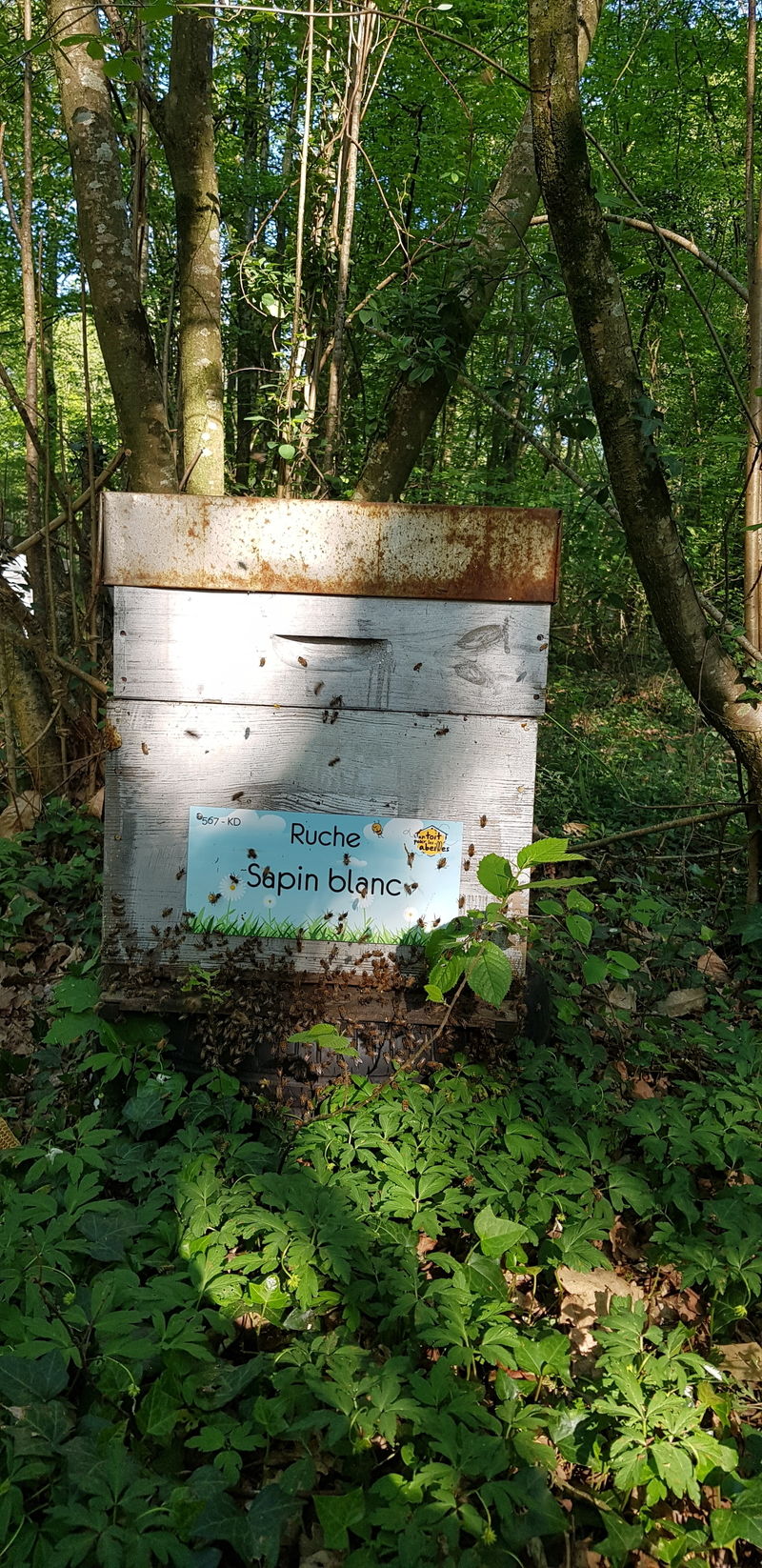 La ruche Sapin blanc