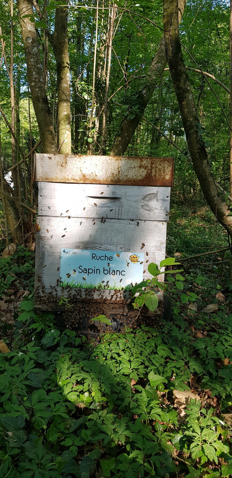 La ruche Sapin blanc