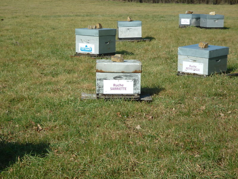 La ruche Sarriette