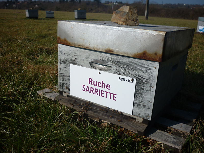 La ruche Sarriette