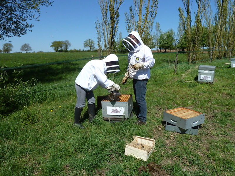 La ruche Sarriette