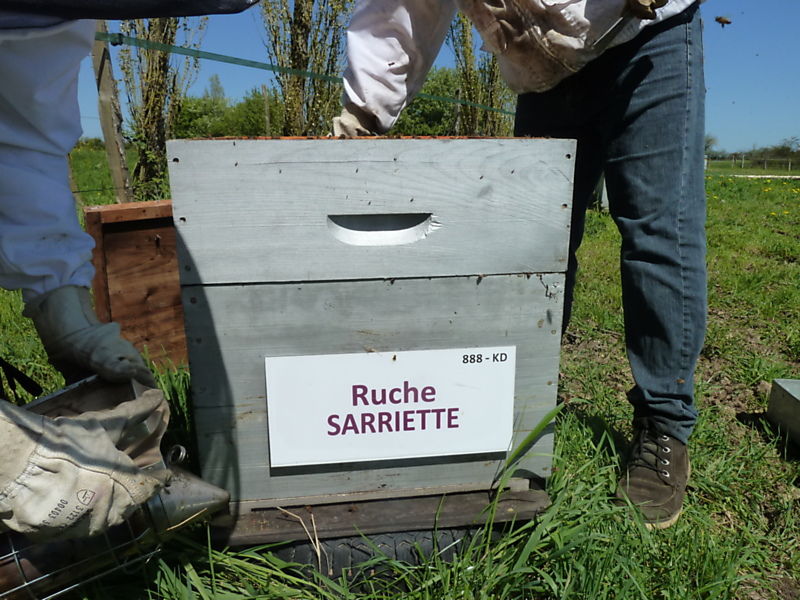 La ruche Sarriette