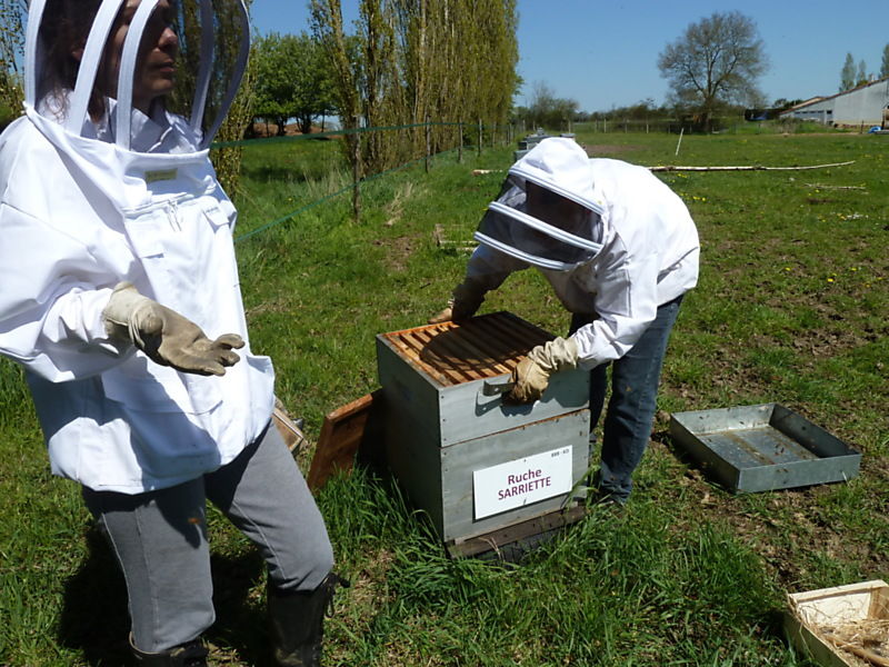 La ruche Sarriette