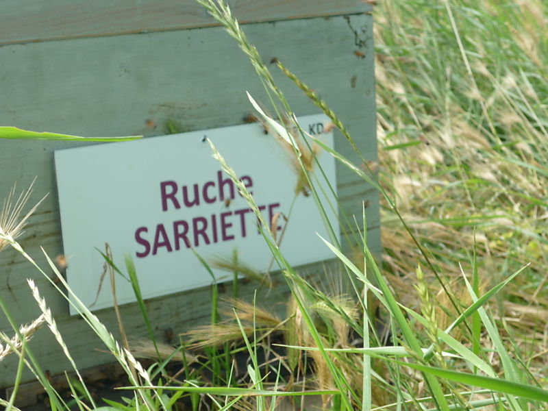 La ruche Sarriette