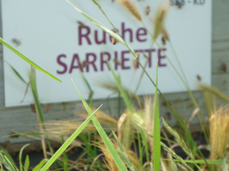 La ruche Sarriette