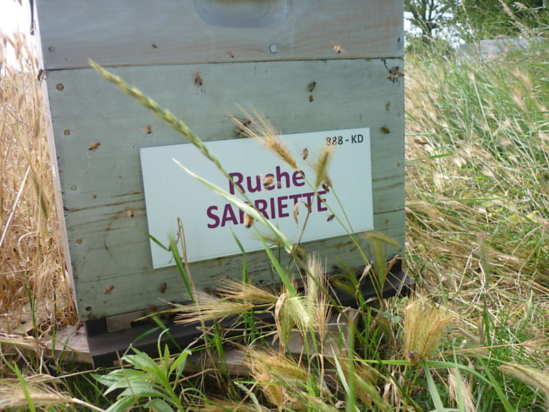 La ruche Sarriette