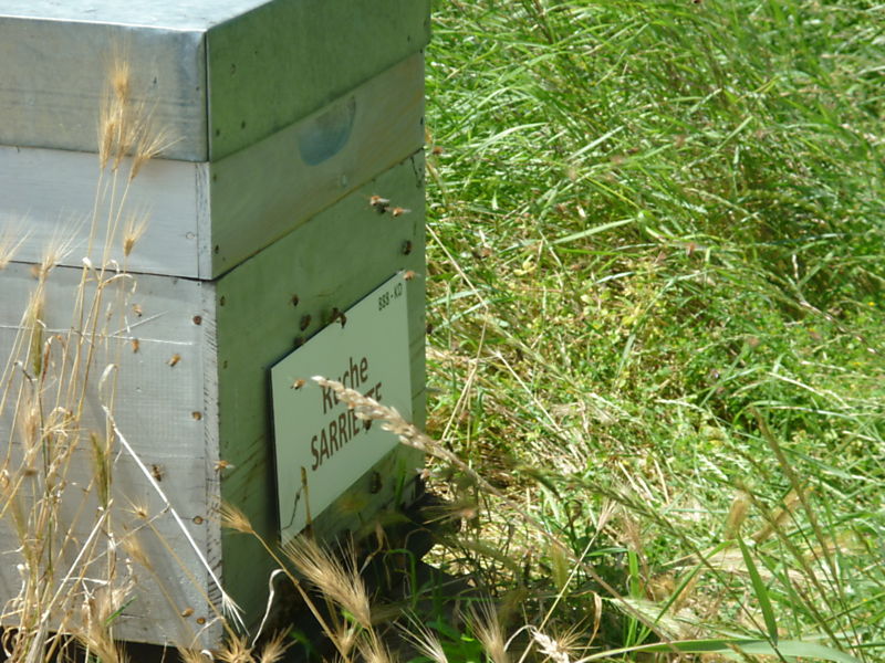 La ruche Sarriette