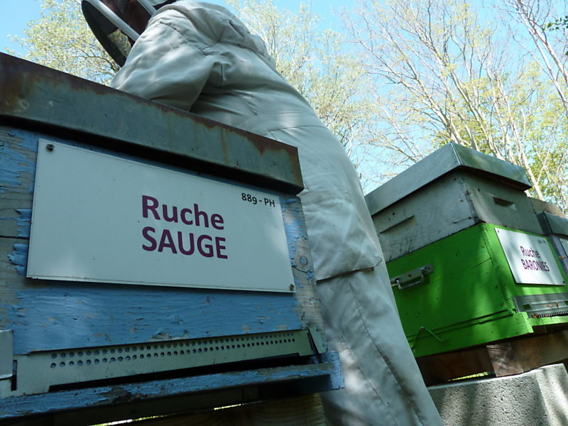 La ruche