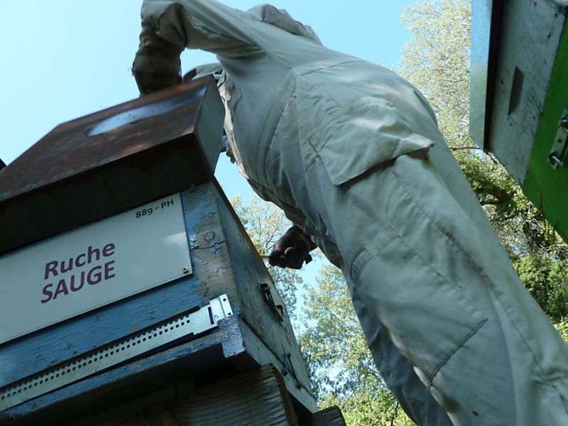 La ruche Sauge
