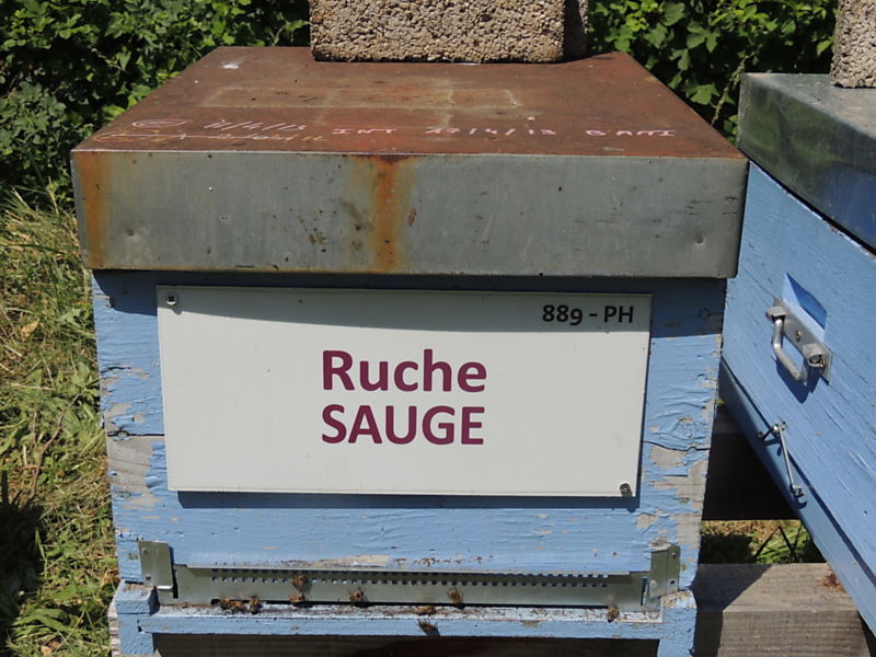 La ruche Sauge