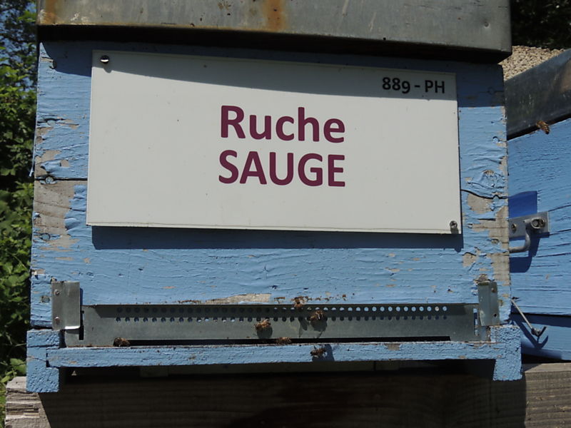 La ruche Sauge