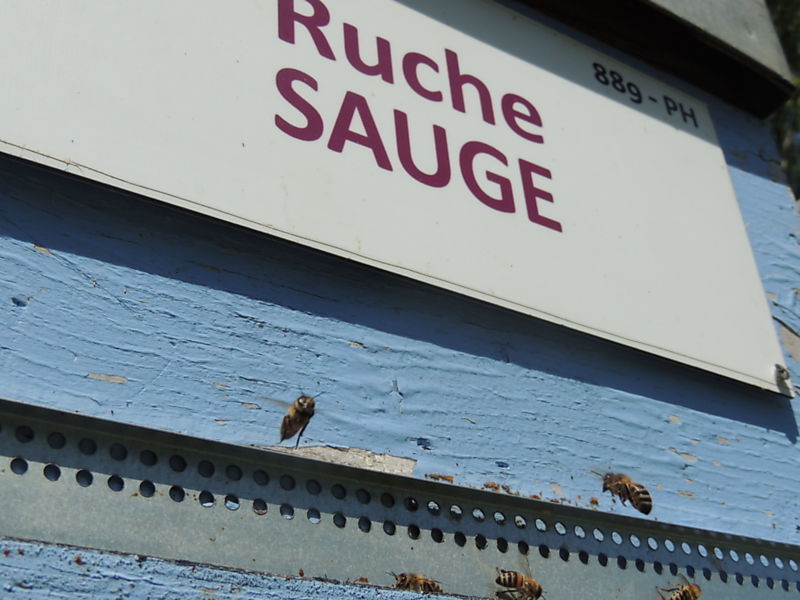 La ruche Sauge
