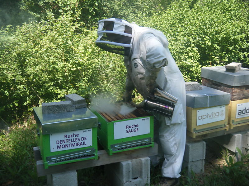 La ruche Sauge