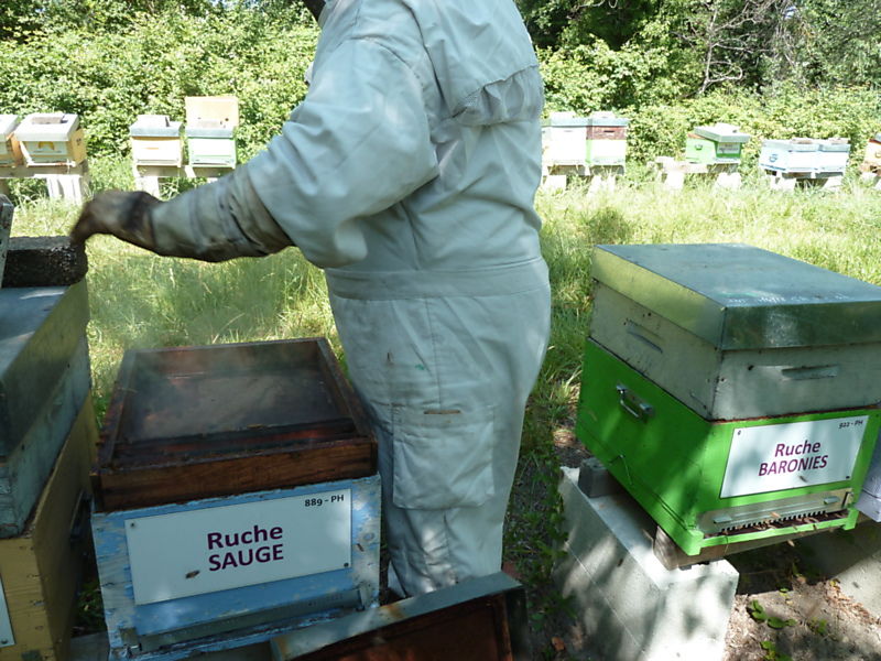La ruche Sauge