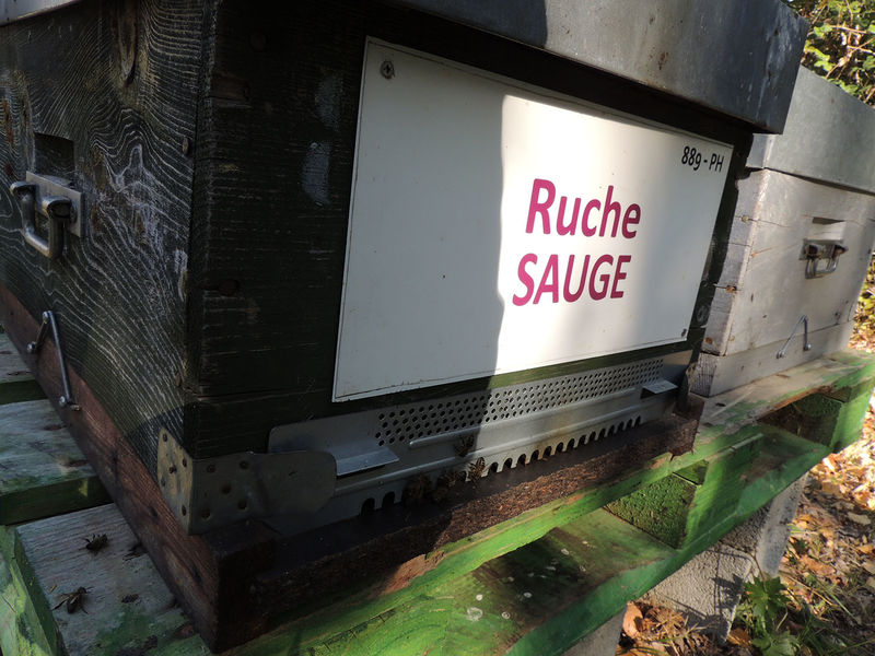 La ruche Sauge