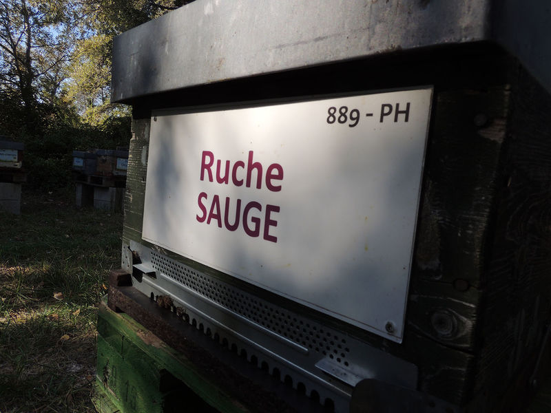 La ruche Sauge
