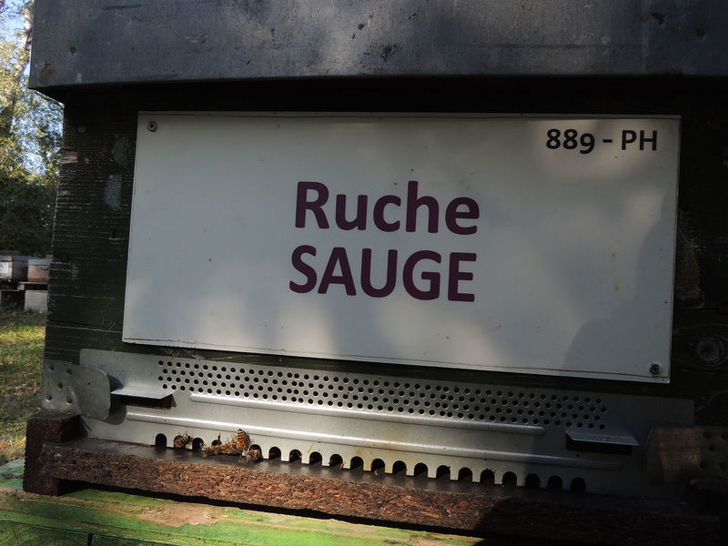 La ruche Sauge