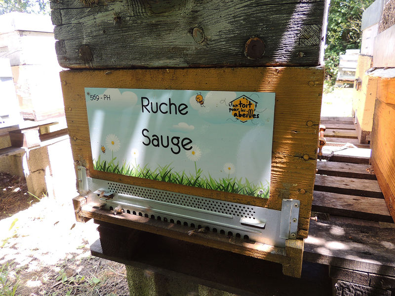 La ruche Sauge