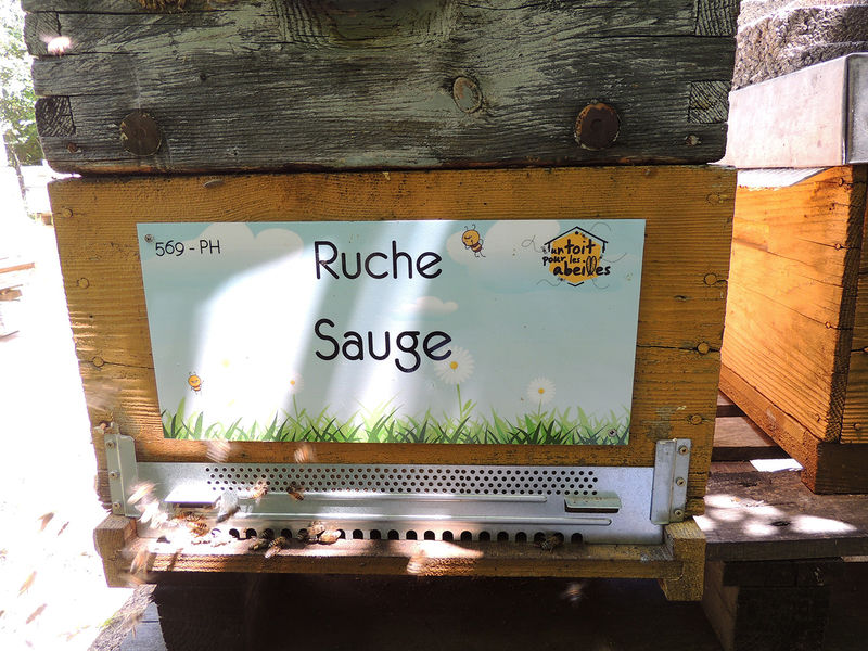 La ruche Sauge