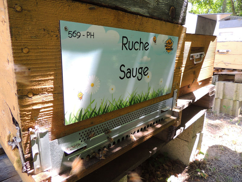 La ruche Sauge