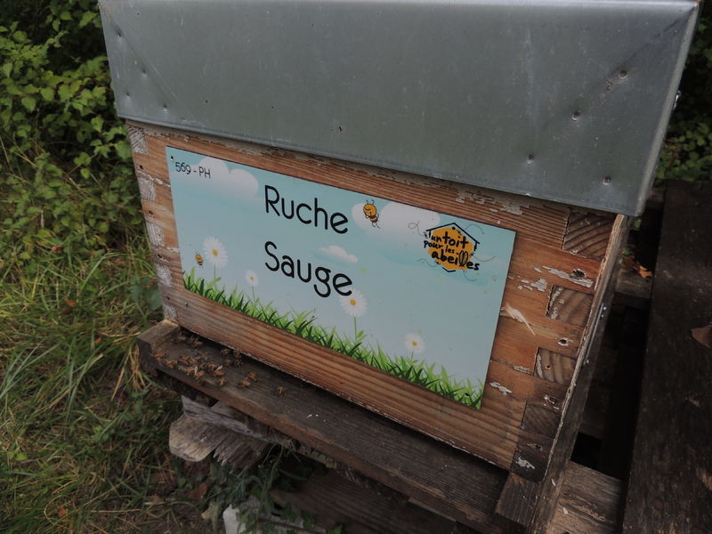 La ruche Sauge