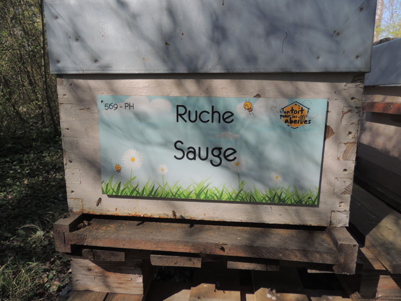 La ruche Sauge