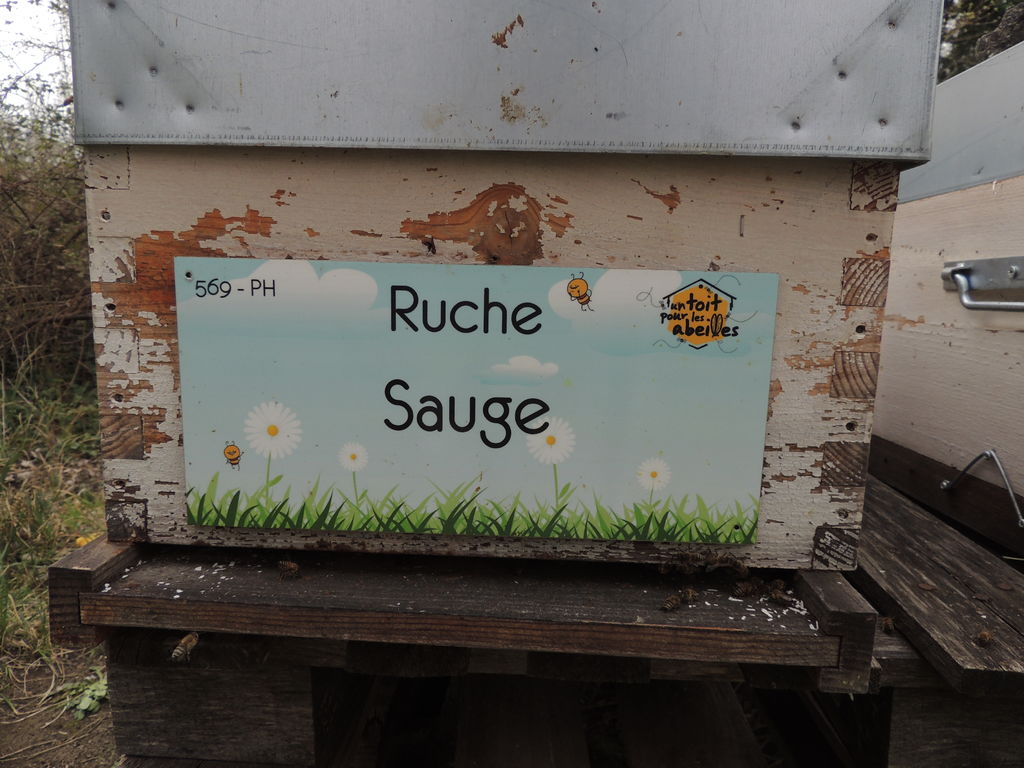 La ruche Sauge