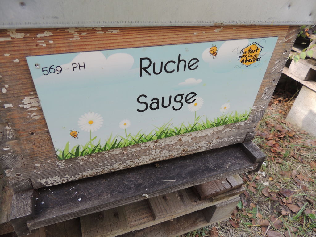 La ruche Sauge