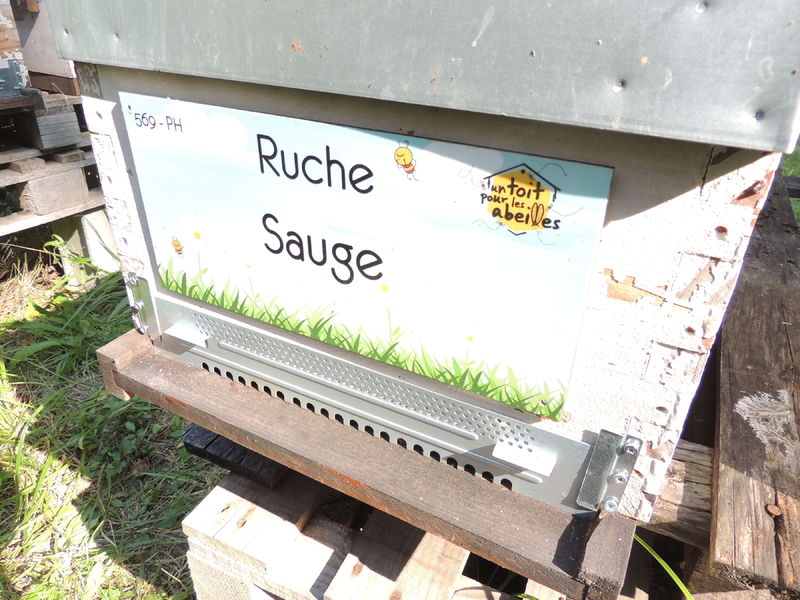 La ruche Sauge