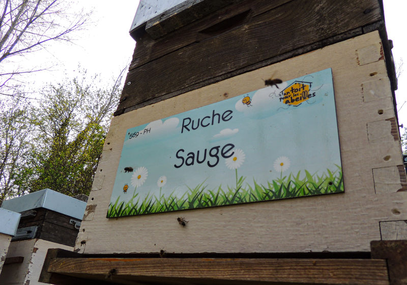 La ruche Sauge