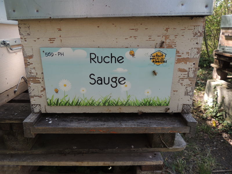 La ruche Sauge