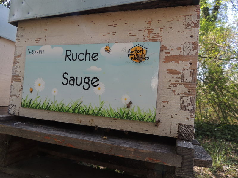 La ruche Sauge