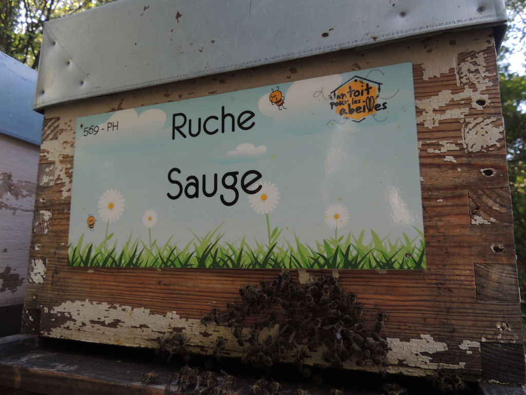 La ruche Sauge