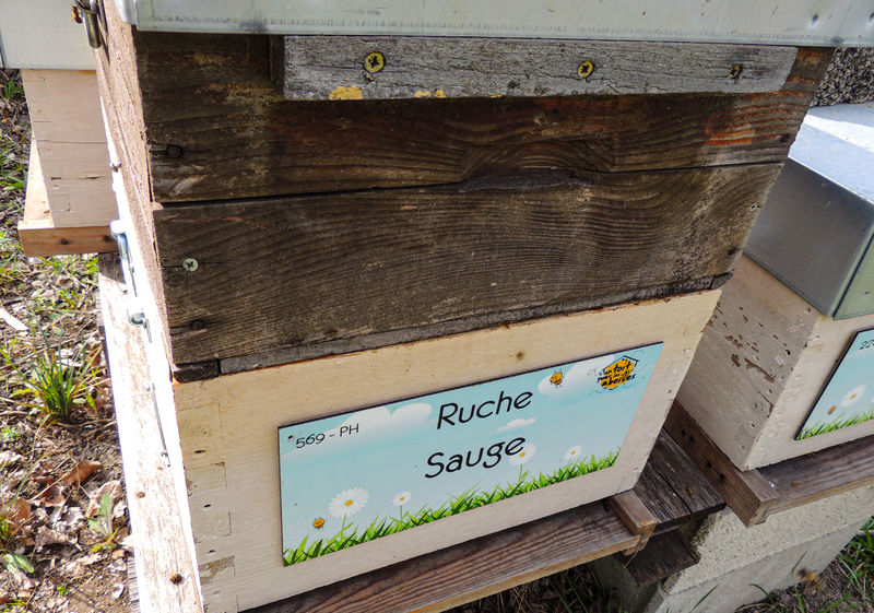 La ruche Sauge