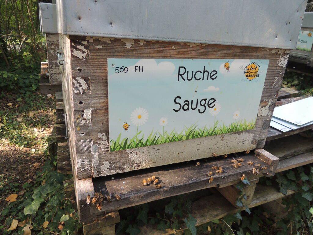 La ruche Sauge