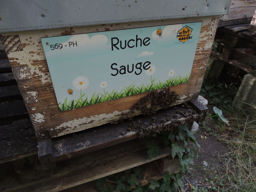 La ruche Sauge
