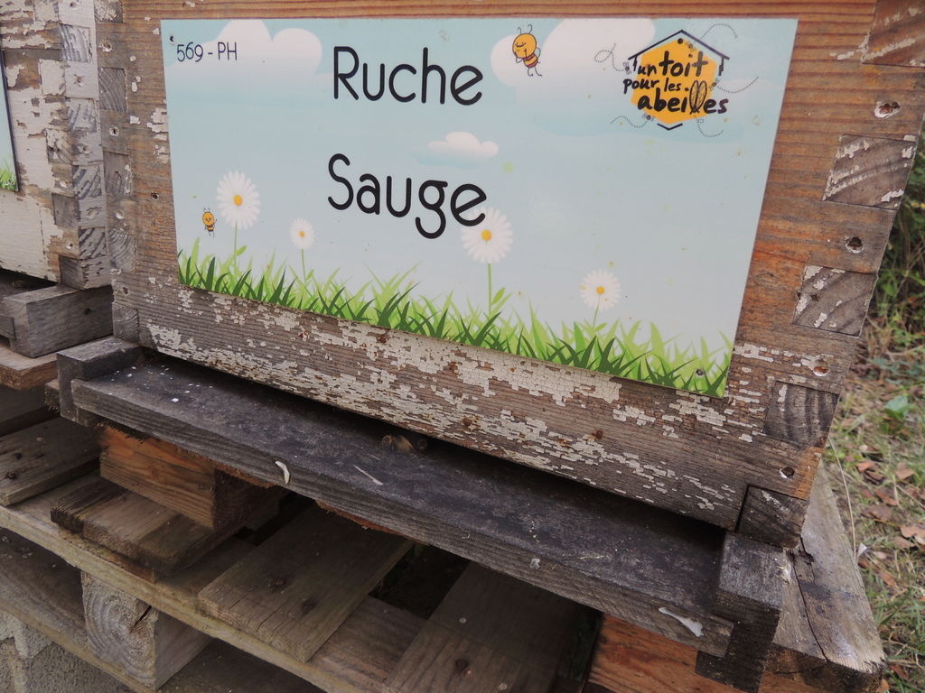 La ruche Sauge