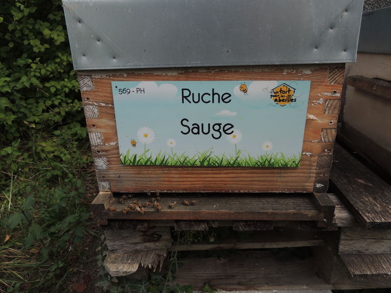 La ruche Sauge