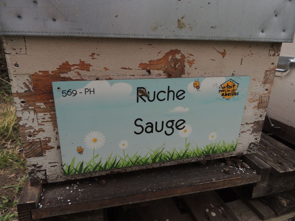 La ruche Sauge