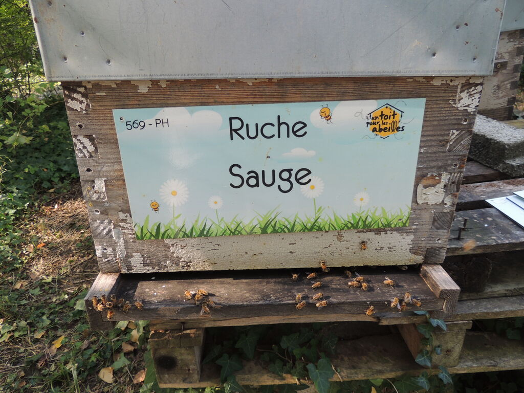 La ruche Sauge