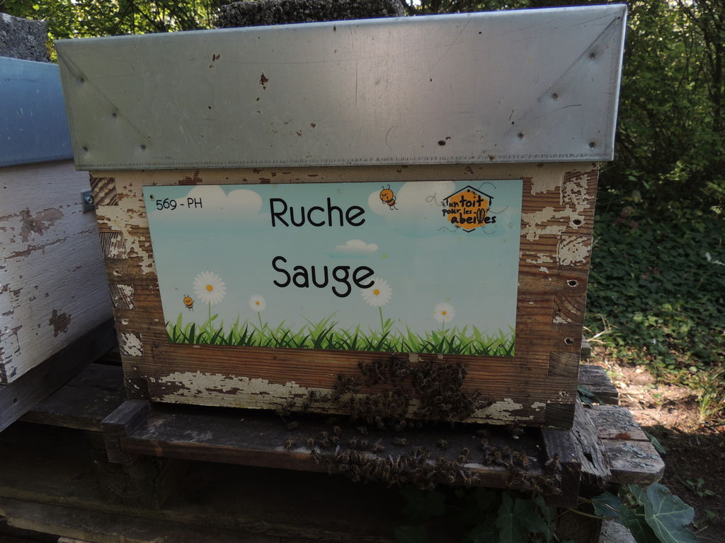 La ruche Sauge