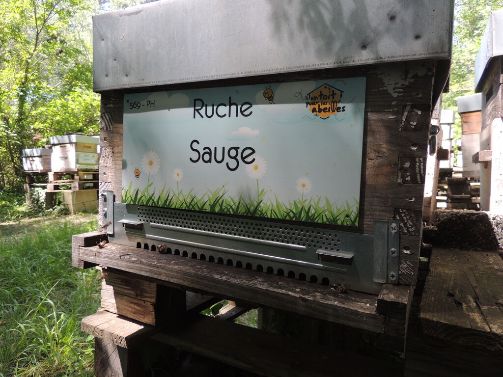 La ruche Sauge
