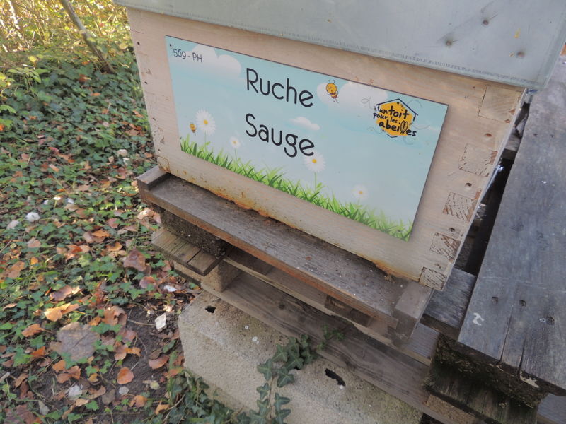 La ruche Sauge