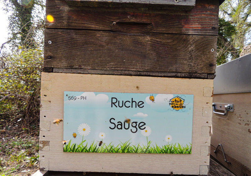 La ruche Sauge