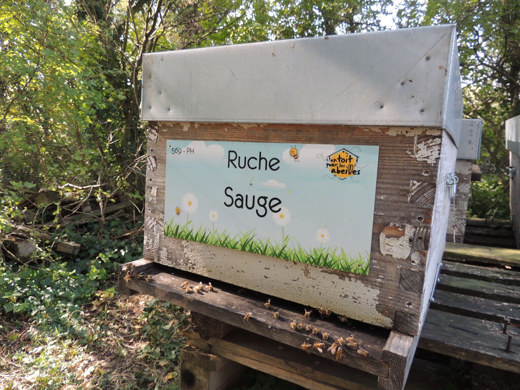La ruche Sauge